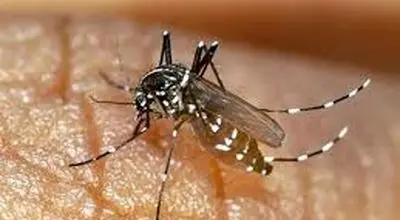 مهم ترین راهکار مقابله با پشه آئدس و بیماری هایی که به انسان منتقل می کند