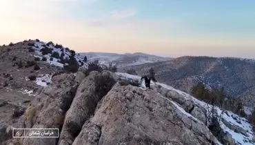 حمله عقاب به دوربین صداوسیما در خراسان شمالی/ویدیو 