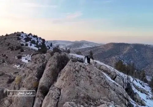 حمله عقاب به دوربین صداوسیما در خراسان شمالی/ویدیو 