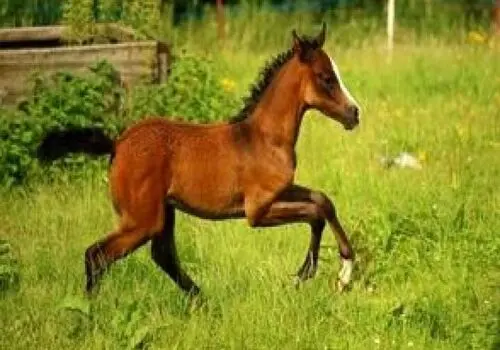 شبی خاطره انگیز در شیراز؛متین ستوده و دوستانش در جشنی خاص