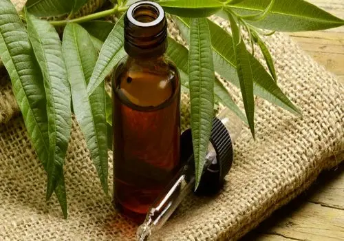 آخرین قیمت قارچ در بازار تهران