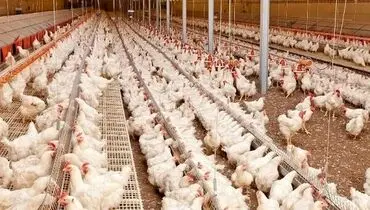 قیمت هرکیلو مرغ به ۱۹۵ هزارتومان رسید