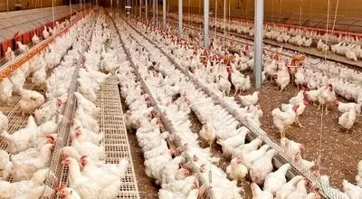 قیمت هرکیلو مرغ به ۱۹۵ هزارتومان رسید