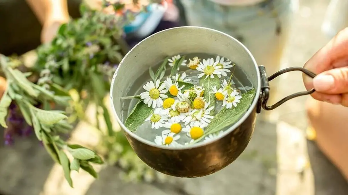 دمنوش بابونه قاتل نفخ شکم و مفید برای کاهش استرس 
