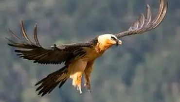 هما بر فراز صیدوا؛ پرنده استخوان‌خوار در قاب محیط‌بان+فیلم