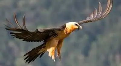 هما بر فراز صیدوا؛ پرنده استخوان‌خوار در قاب محیط‌بان+فیلم