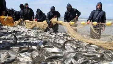 جدول قیمت انواع ماهی در بازار ۱۰ آبان ۱۴۰۴؛ از قزل‌آلا تا ماهی شیر