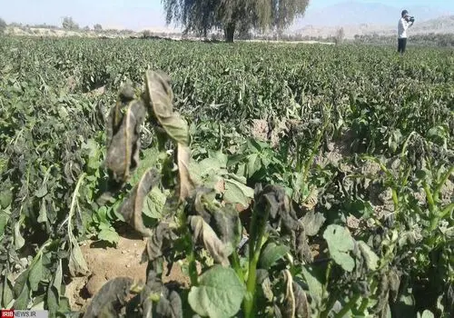 وزیر جهاد کشاورزی: قیمت ها غیرمتعارف نخواهد بود و شبیه به قیمت های کشورهای همسایه است + فیلم