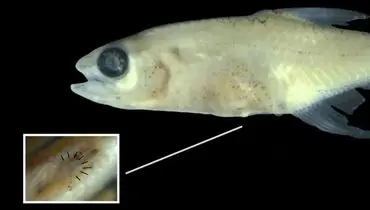 پیدا شدن ماهی مینیاتوری عجیب در قلب آمازون