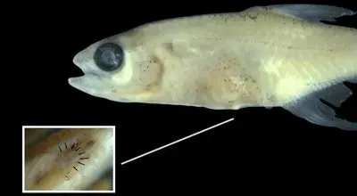 پیدا شدن ماهی مینیاتوری عجیب در قلب آمازون