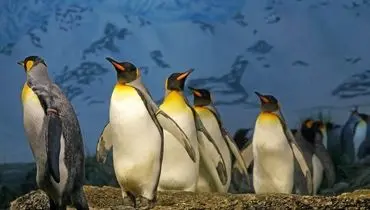 بیماری دلخراش و دور از ذهن این پنگوئن خبرساز شد+فیلم