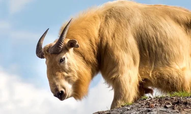 با تاکین افسانه ای و کمیاب هیمالیایی آشنا شوید! + فیلم
