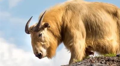 با تاکین افسانه ای و کمیاب هیمالیایی آشنا شوید! + فیلم
