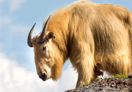 با تاکین افسانه ای و کمیاب هیمالیایی آشنا شوید! + فیلم
