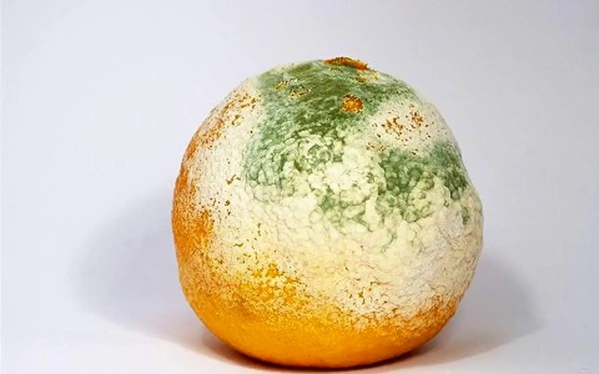 بعد از خوردن غذای کپک زده چه اتفاقی در بدن ما میافتد؟