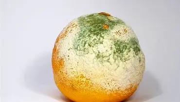 بعد از خوردن غذای کپک زده چه اتفاقی در بدن ما می‌افتد؟
