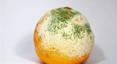 بعد از خوردن غذای کپک زده چه اتفاقی در بدن ما میافتد؟