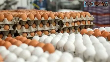 اعلام قیمت جدید تخم مرغ+جدول