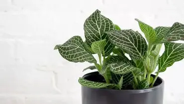 راز نگهداری فیتونیا در آب / آموزش کامل مراقبت از گیاه فیتونیا در آب