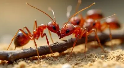 توانایی عجیب مورچه ها در دفاع غریزی در برابر عفونت!