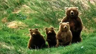 مشاهده ۴ قلاده خرس قهوه‌ای در منطقه حفاظت شده اشترانکوه+ فیلم