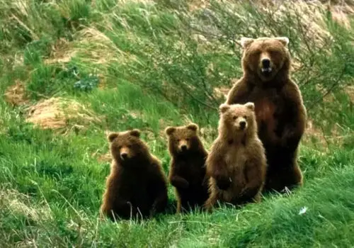  مشاهده خرس قهوه‌ای در جنگل هیرکانی+ فیلم