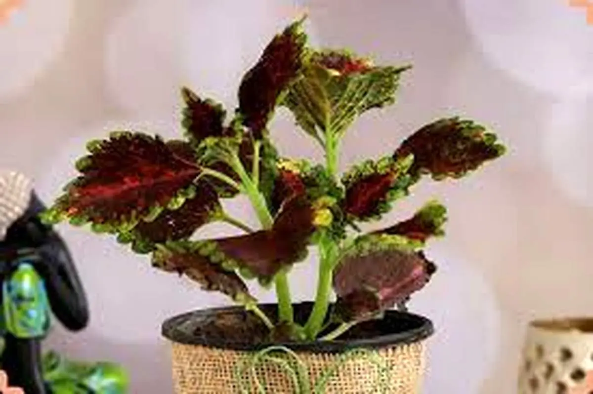 پرورش حسن یوسف: راهنمای جامع برای گیاهان زیبا و سالم
