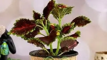 پرورش حسن یوسف: راهنمای جامع برای گیاهان زیبا و سالم
