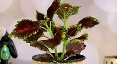 پرورش حسن یوسف: راهنمای جامع برای گیاهان زیبا و سالم
