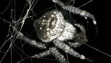 عنکبوتیعجیب با تارهای 24 متری‌+ عکس
