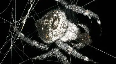 عنکبوتیعجیب با تارهای 24 متری‌+ عکس
