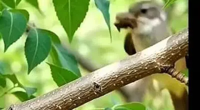 وقتی گل به خانه‌ای ضدباران تبدیل می‌شود؛ هنرنمایی پرنده هورنر + فیم
