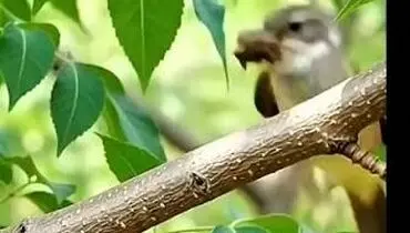 وقتی گل به خانه‌ای ضدباران تبدیل می‌شود؛ هنرنمایی پرنده هورنر + فیم