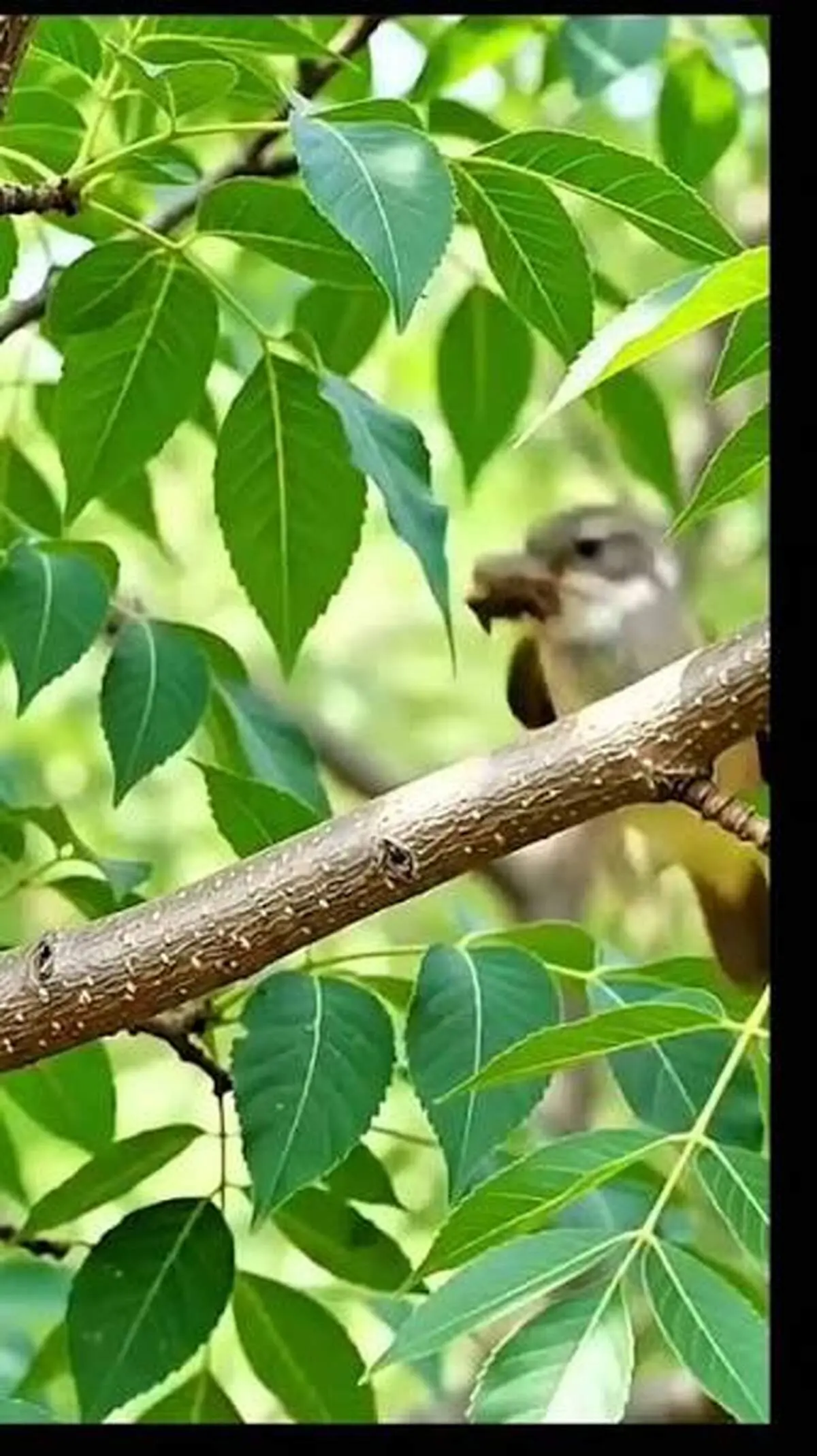 وقتی گل به خانه‌ای ضدباران تبدیل می‌شود؛ هنرنمایی پرنده هورنر + فیم