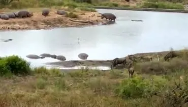 اسب‌های آبی ناجی کودو در برابر کروکودیل ها شدند+ فیلم