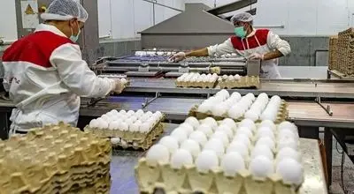 تخم‌مرغ گران شد؛ آماده‌باش بازار پیش از ماه رمضان