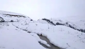 چهره‌های مظلوم گوسفندان در برف سنگین کرمان+فیلم