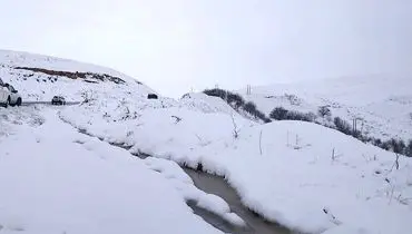 چهره‌های مظلوم گوسفندان در برف سنگین کرمان+فیلم