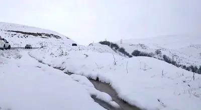 چهره‌های مظلوم گوسفندان در برف سنگین کرمان+فیلم