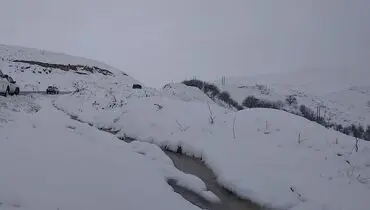چهره‌های مظلوم گوسفندان در برف سنگین کرمان+فیلم