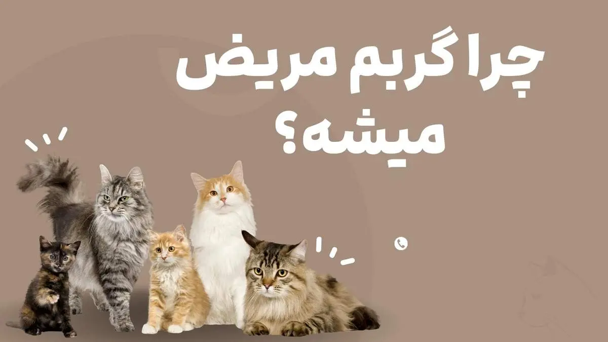 چرا گربه مریض میشه؟ تاثیر غذای بی کیفیت روی گربه

