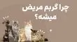 چرا گربه مریض میشه؟ تاثیر غذای بی کیفیت روی گربه
