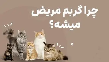 چرا گربه مریض میشه؟ تاثیر غذای بی کیفیت روی گربه
