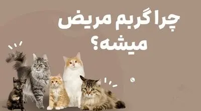 چرا گربه مریض میشه؟ تاثیر غذای بی کیفیت روی گربه
