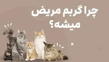 چرا گربه مریض میشه؟ تاثیر غذای بی کیفیت روی گربه
