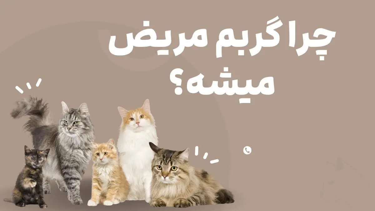 چرا گربه مریض میشه؟ تاثیر غذای بی کیفیت روی گربه
