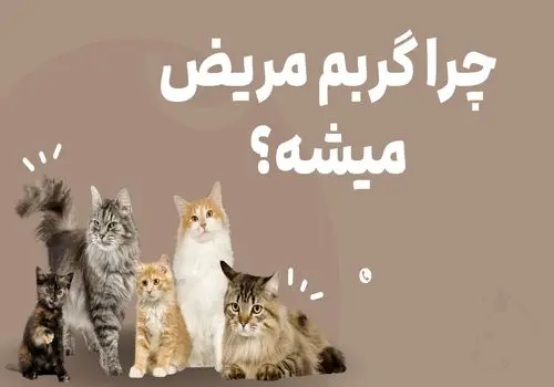 چرا گربه مریض میشه؟ تاثیر غذای بی کیفیت روی گربه
