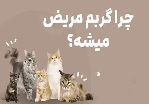 گربه‌ها واقعاً چقدر می‌خوابند؟