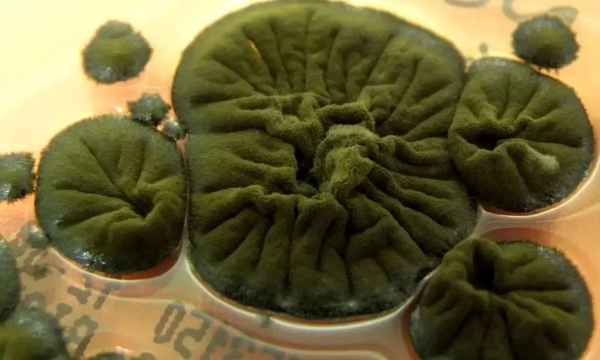 موجودی شگفت‌انگیز که از تابش هسته‌ای تغذیه می‌کند + عکس