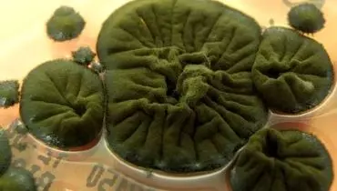 موجودی شگفت‌انگیز که از تابش هسته‌ای تغذیه می‌کند + عکس